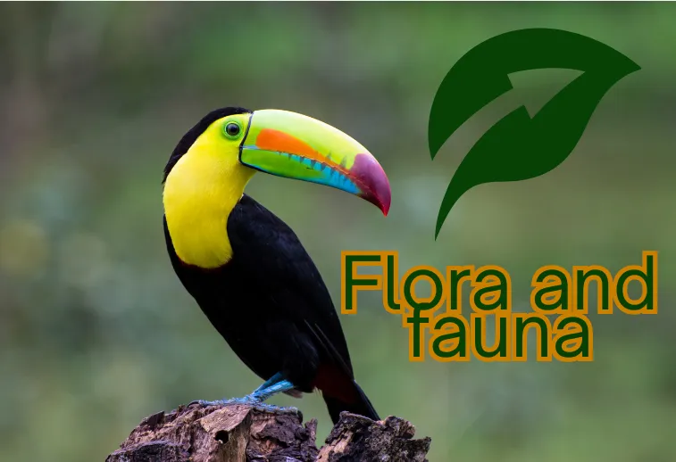 Flora and fauna