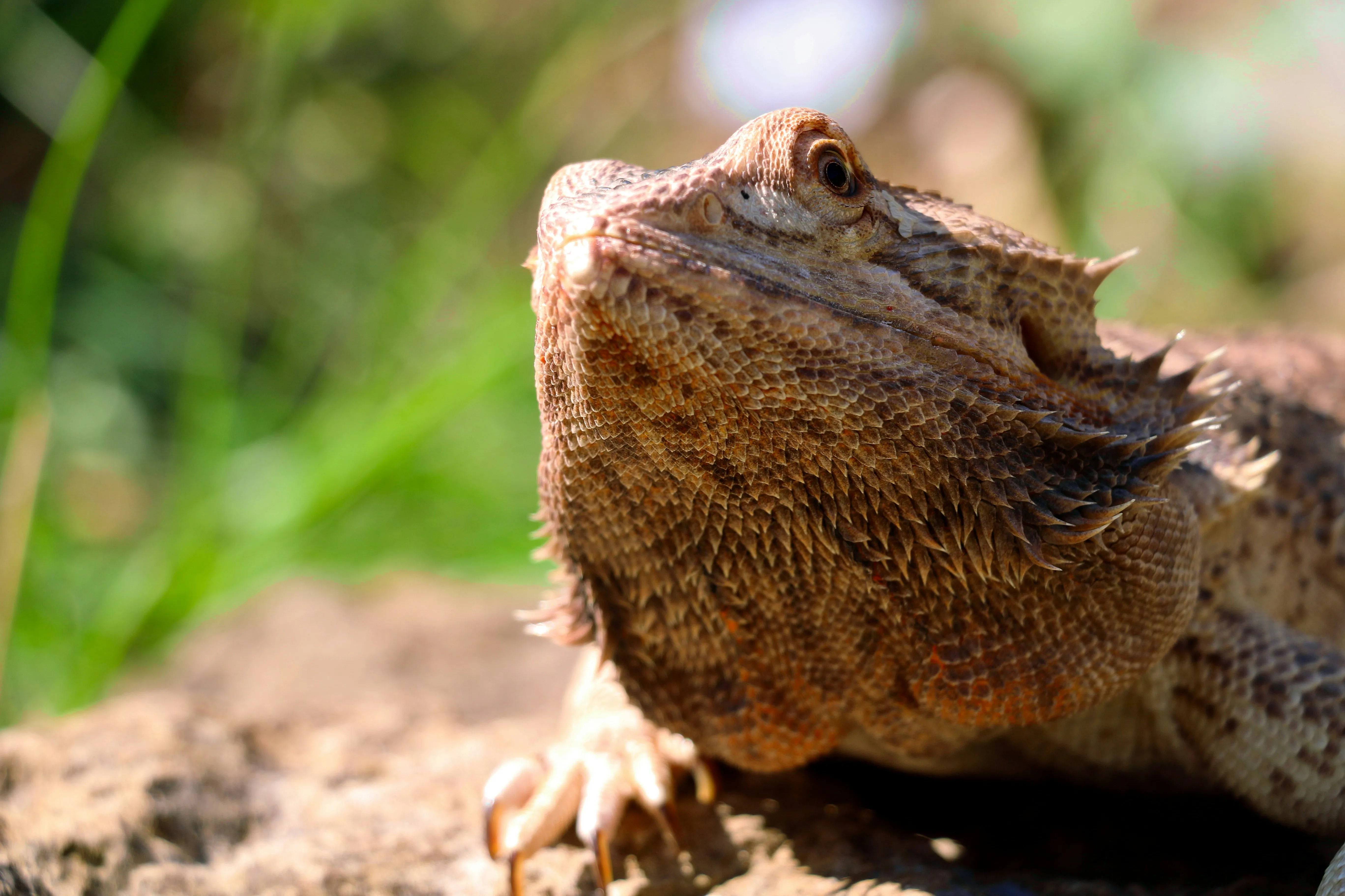 are bearded dragons good pets? looking into a bearded dragon face