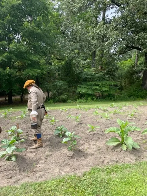 farming interpreter at Jamestown Settlement overlooking tobacco field