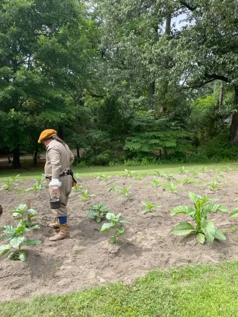 farming interpreter at Jamestown Settlement overlooking tobacco field