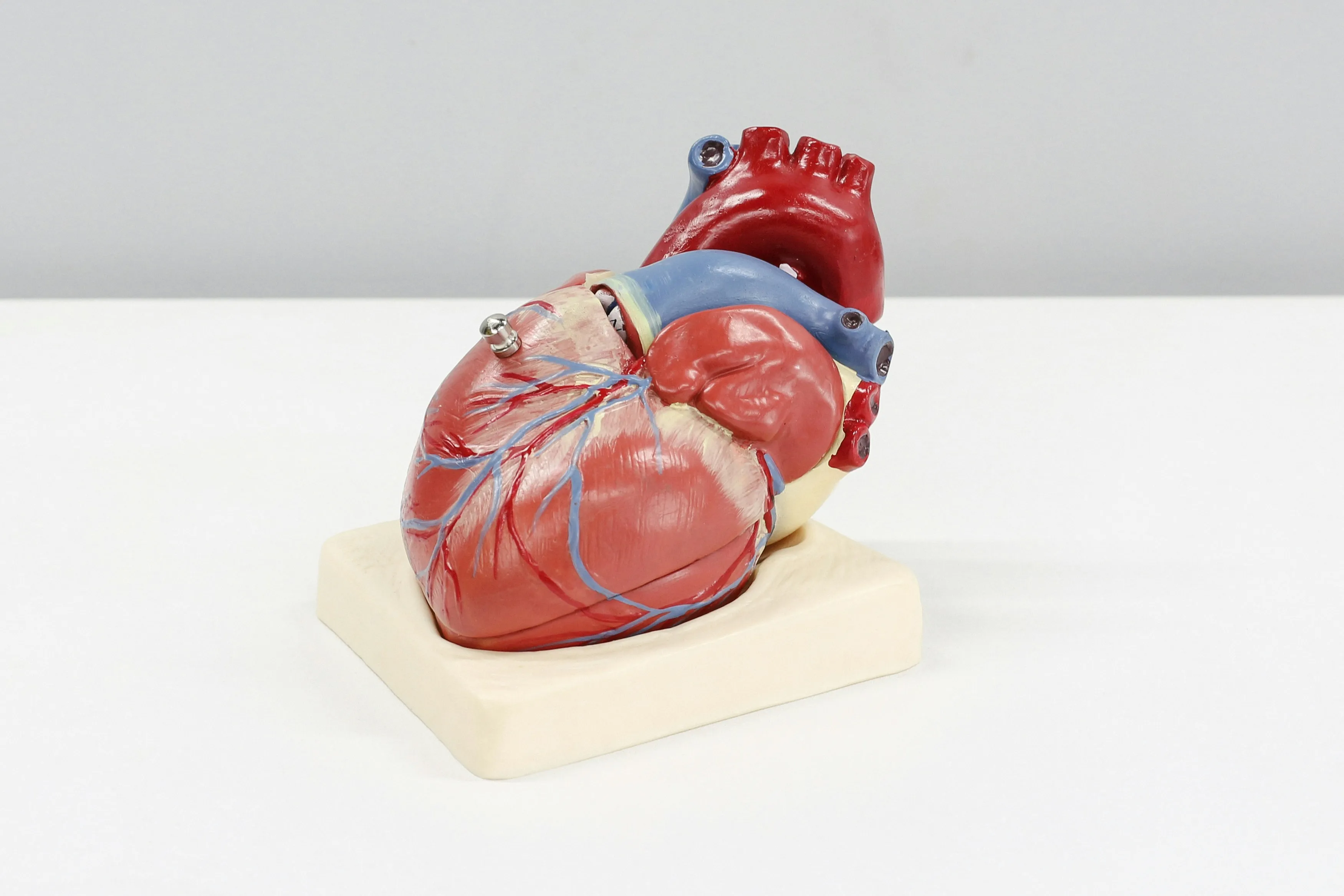 A model of a heart with all of the chambers and veins showing.