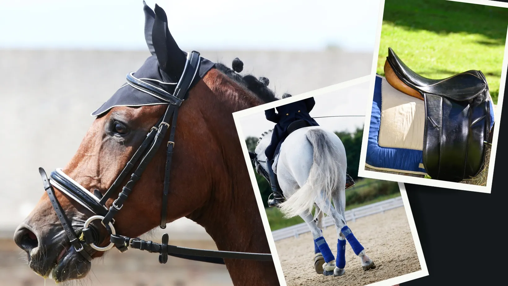 An Essential Guide to Dressage Equipment Selection and Use