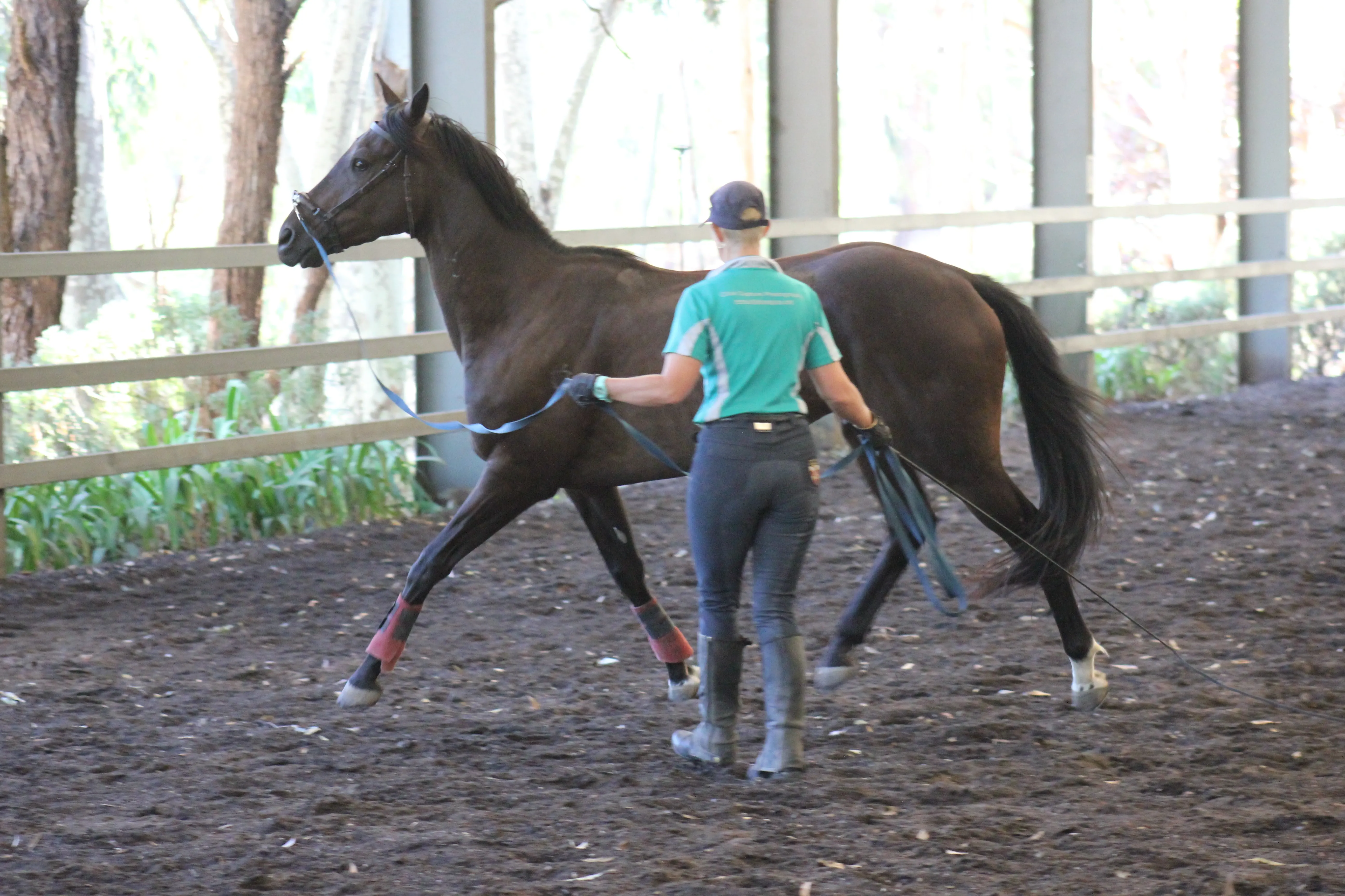 Danny at the start of his racehorse pre-training