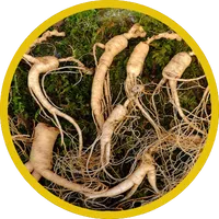 Panax Ginseng