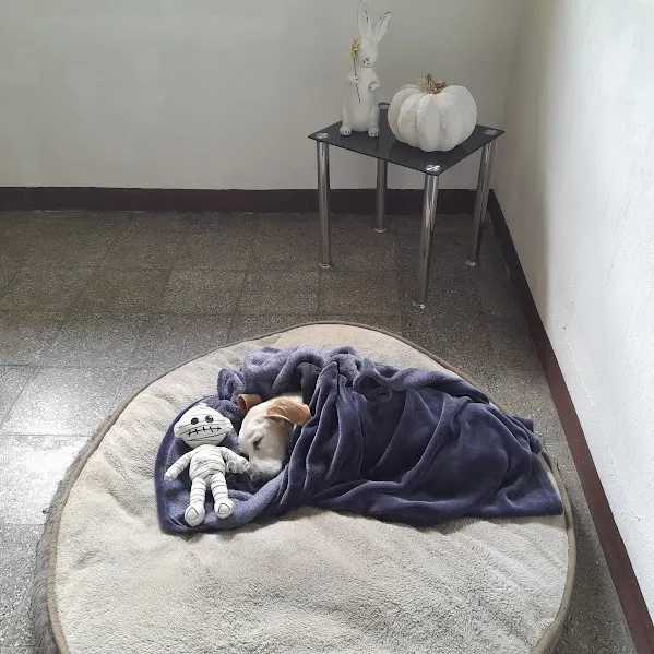 Little Woof Hotel Boutique sin Jaulas para perritos de raza pequeña