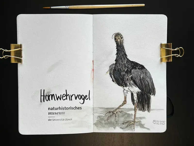 bianca-rathgeb-hornwehr-vogel-illustration