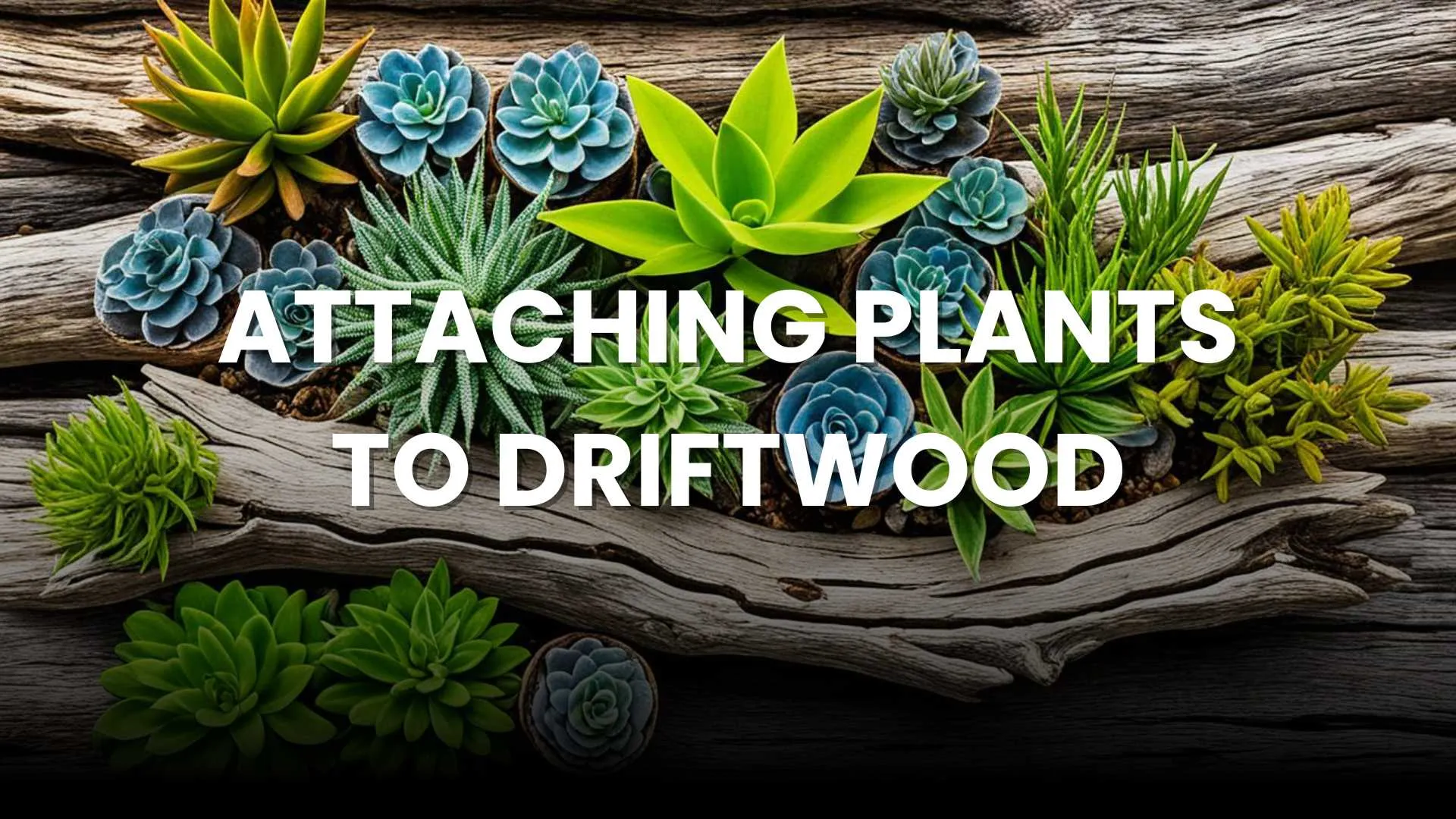 Easy Guide to Attaching Plants to Driftwood