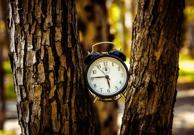 small clock in a tree