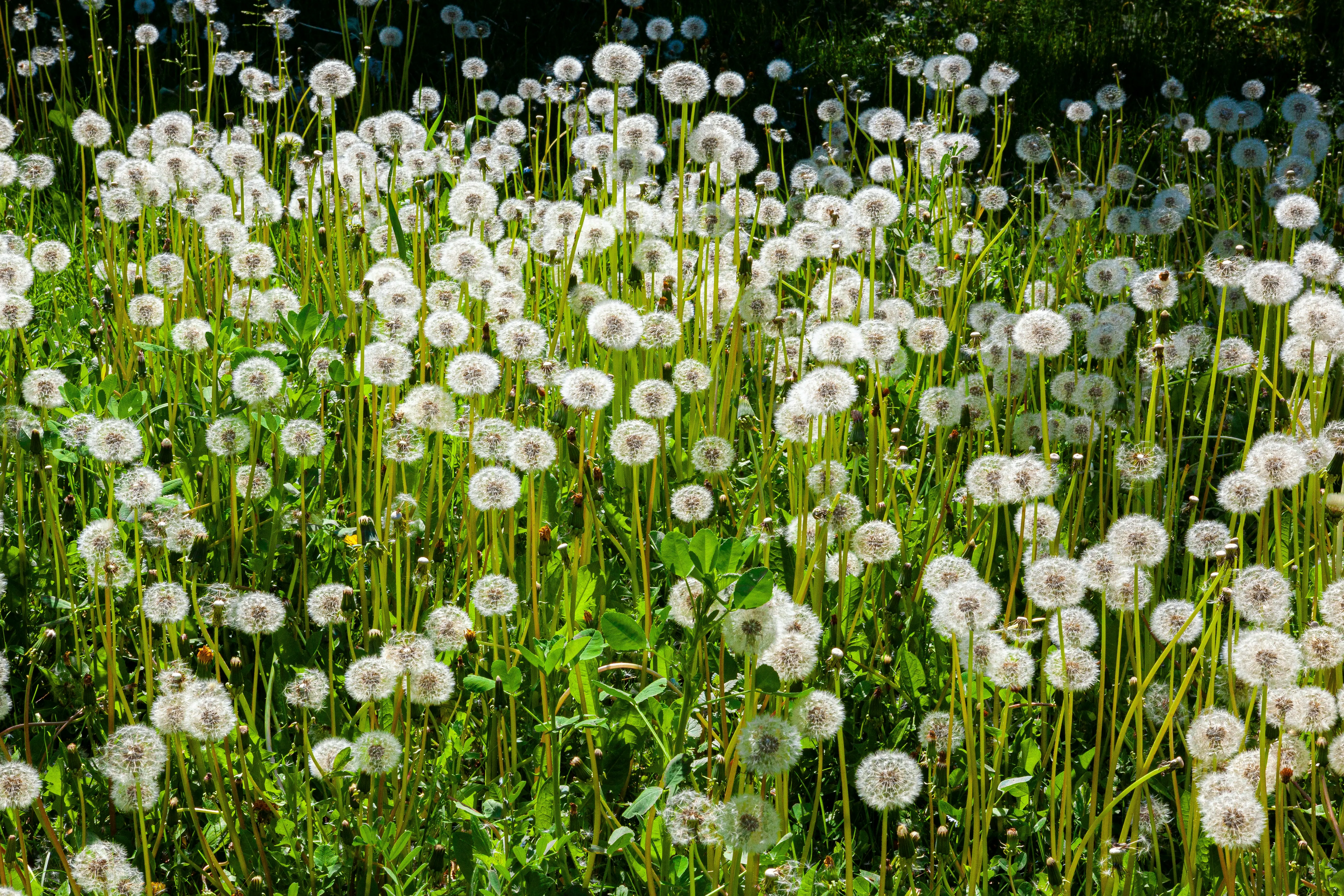 dandelion field