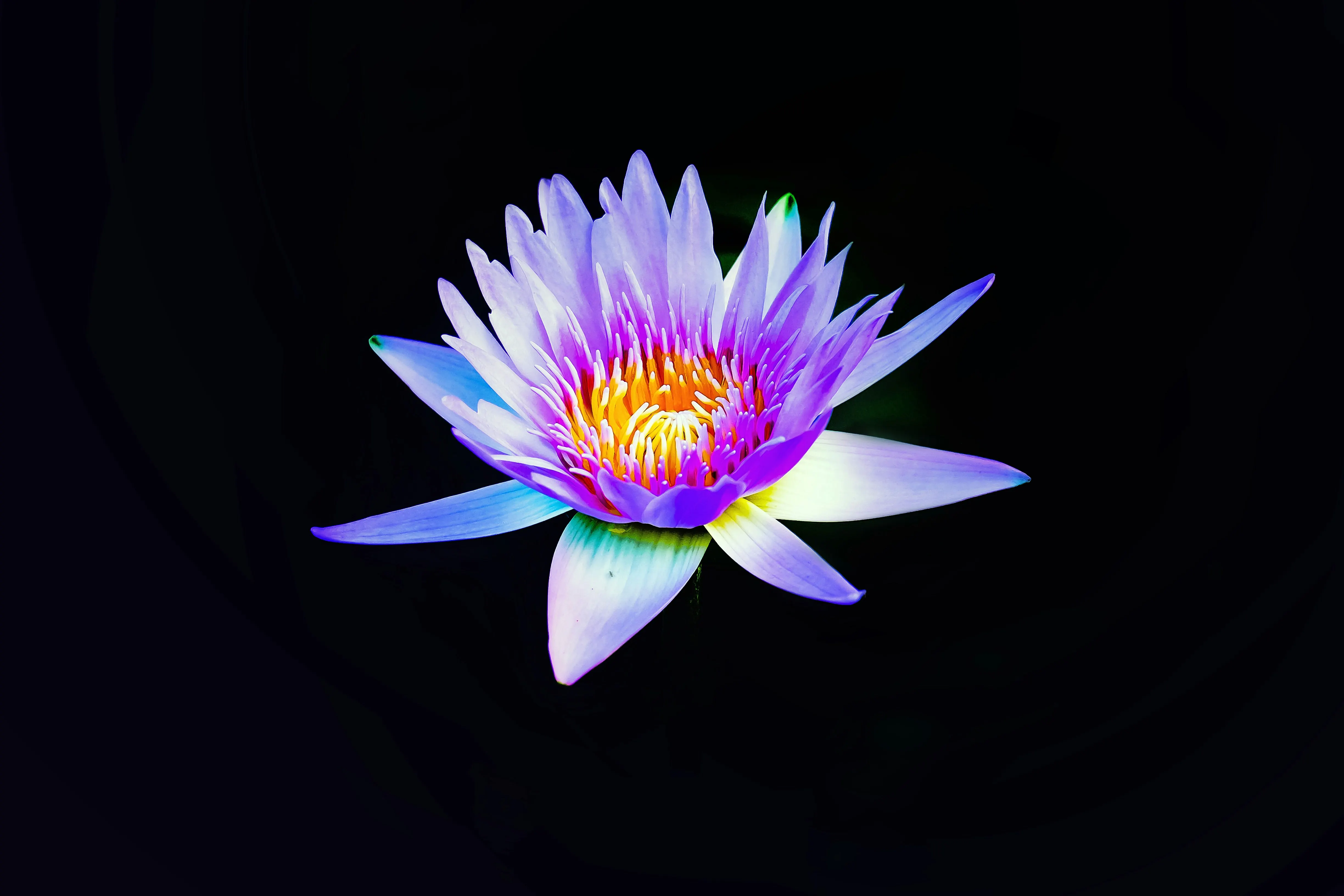 lotus calm