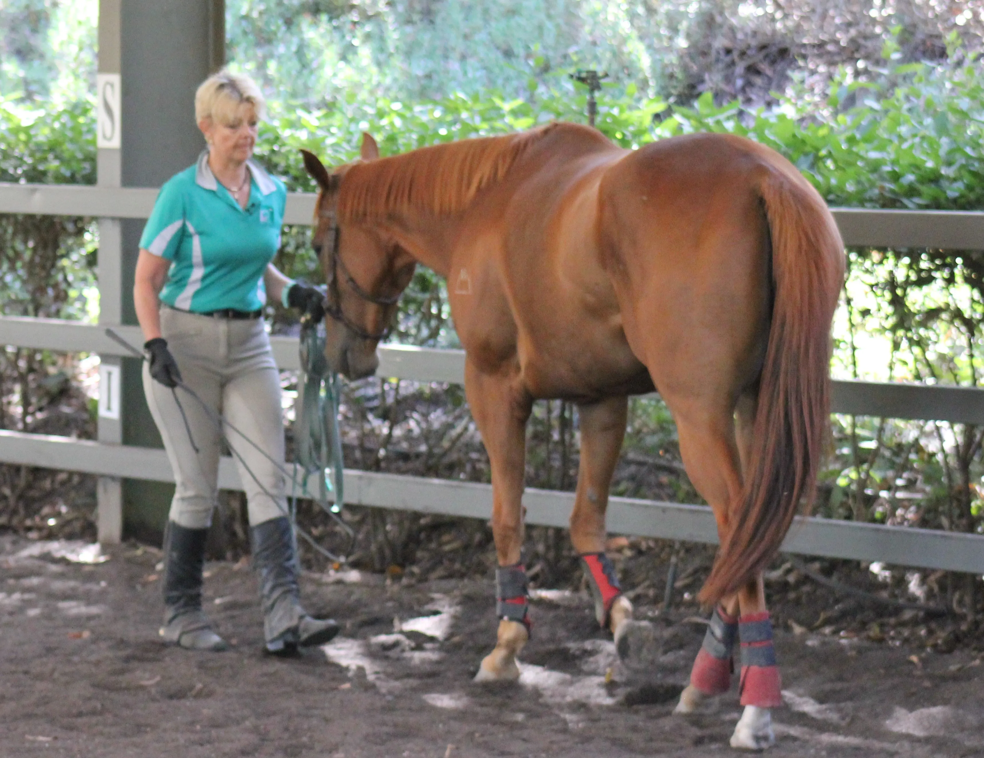 Maggie during our cavesson work to correct her posture and balance