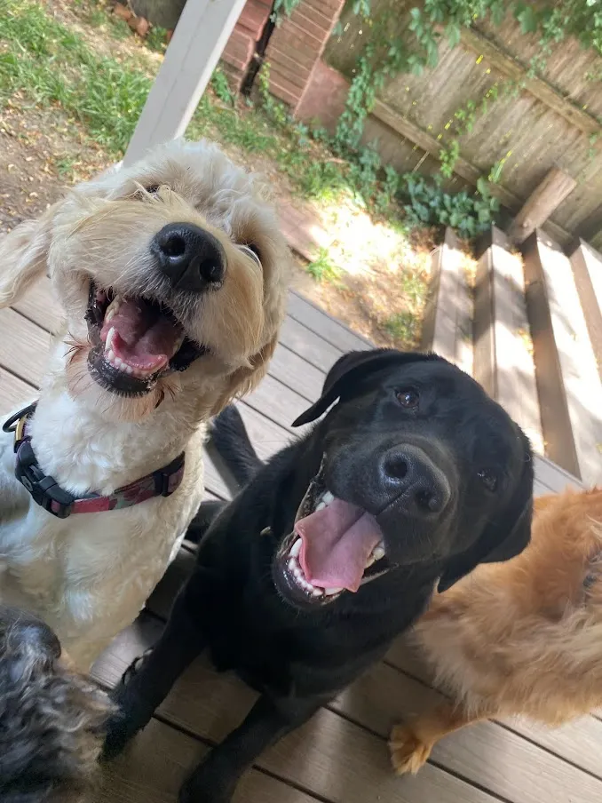 goldendoodle labrador puppy training near me