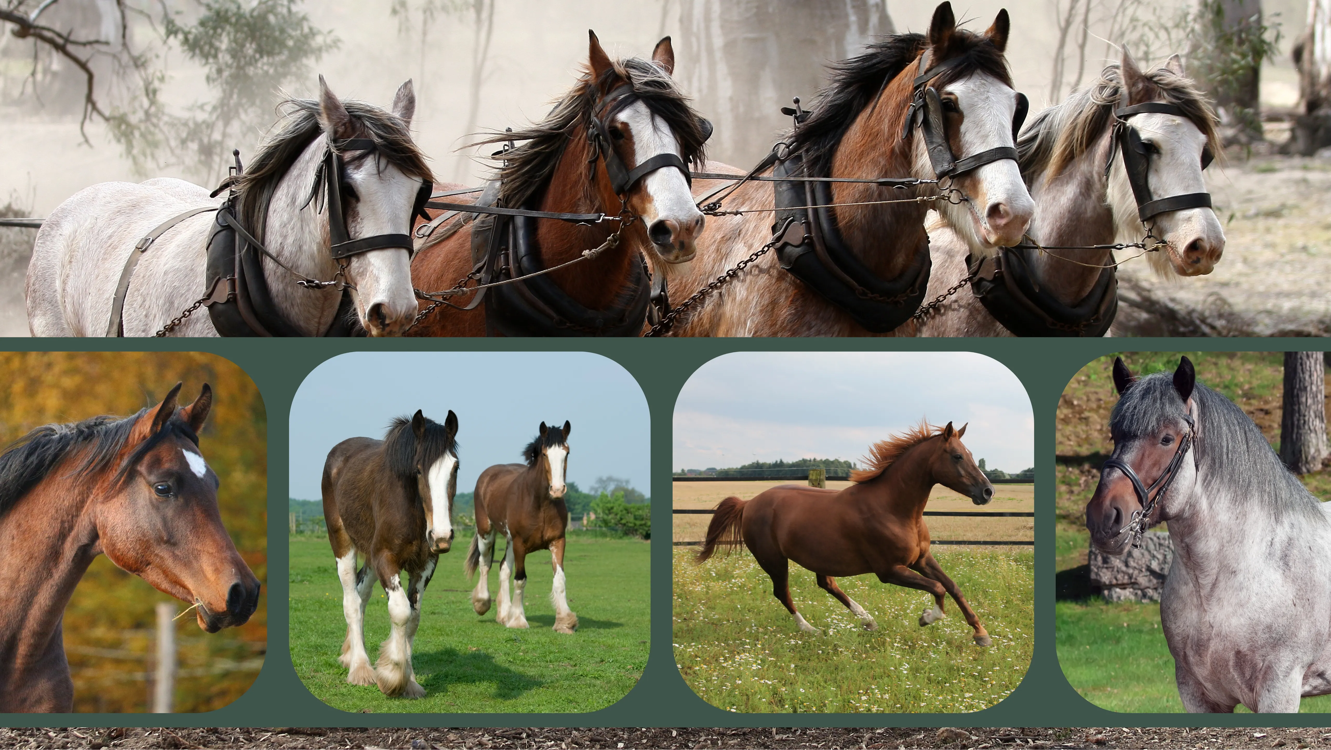 What Is a Cold Blooded Horse