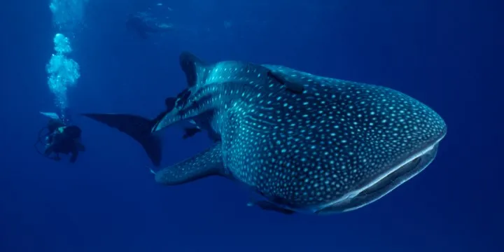 Belize whale shark and diver