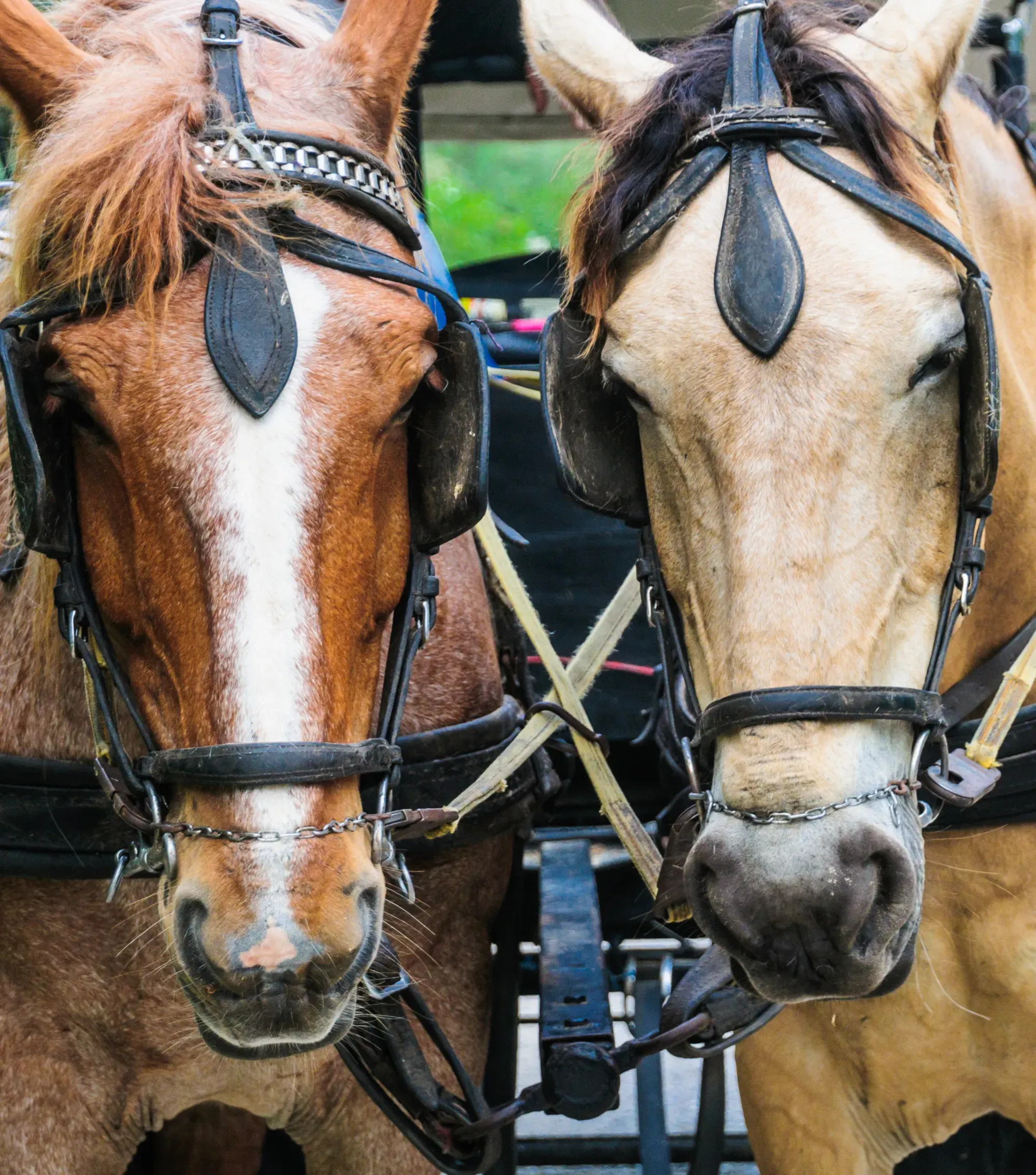 Understanding Horse Nosebands Types, Purpose, and Proper Usage