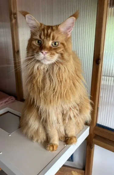The Willows Cattery - Staines