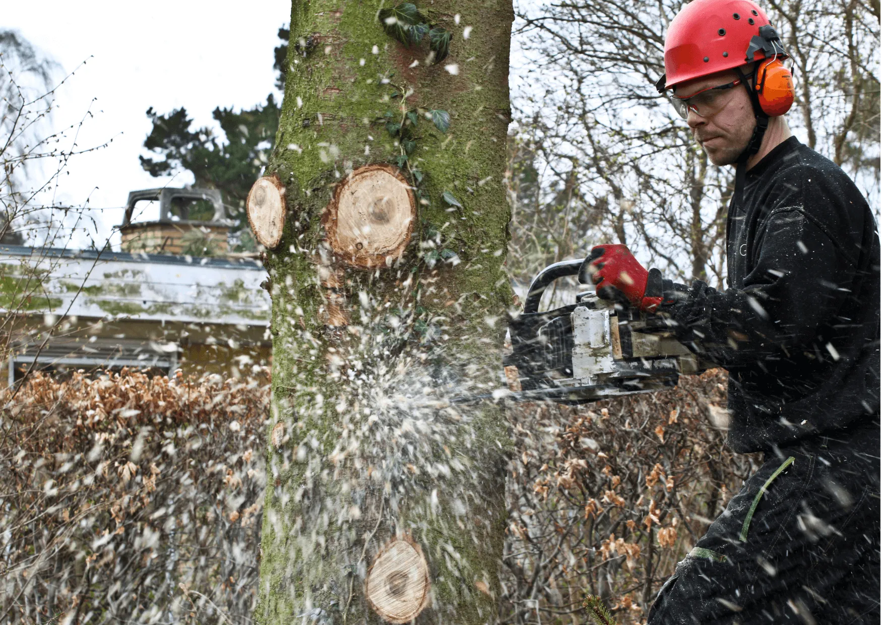 professional arborist from livermore tree service removing a tree