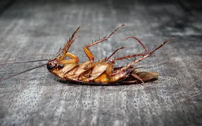 Cockroach control