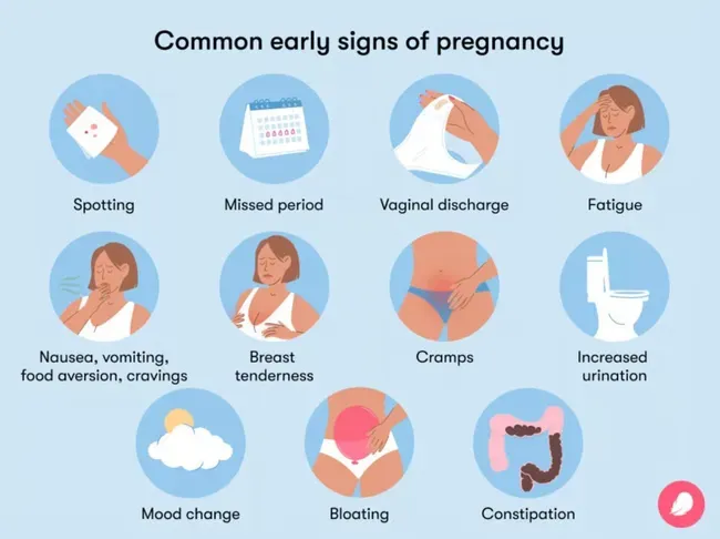 Early Pregnancy Signs Flo Health