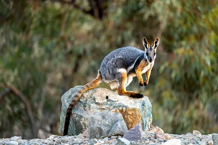 Arkaroola Yellow Footed Rock Wallaby
