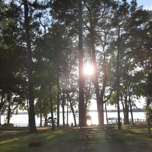 Light in the trees
