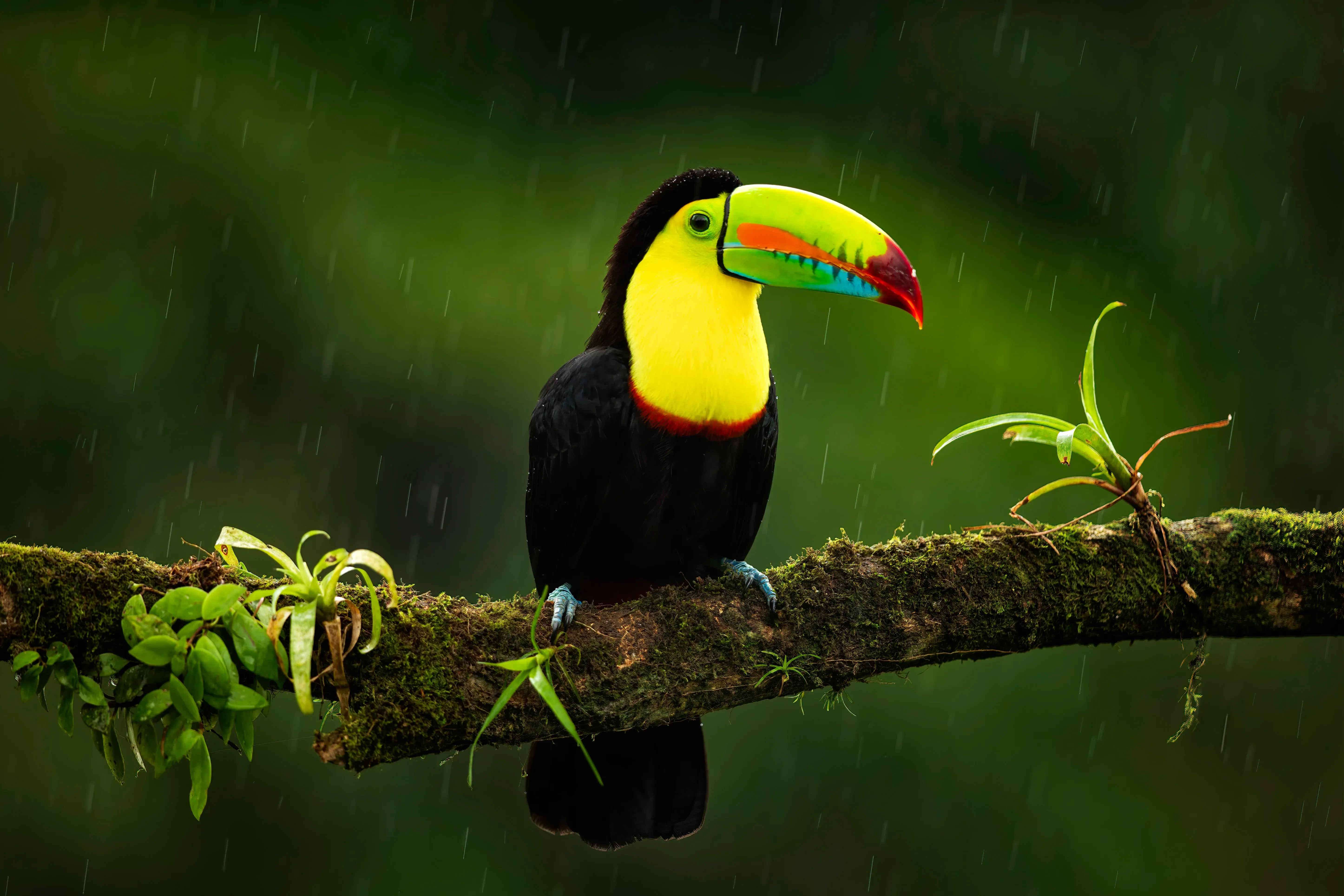 costa rica