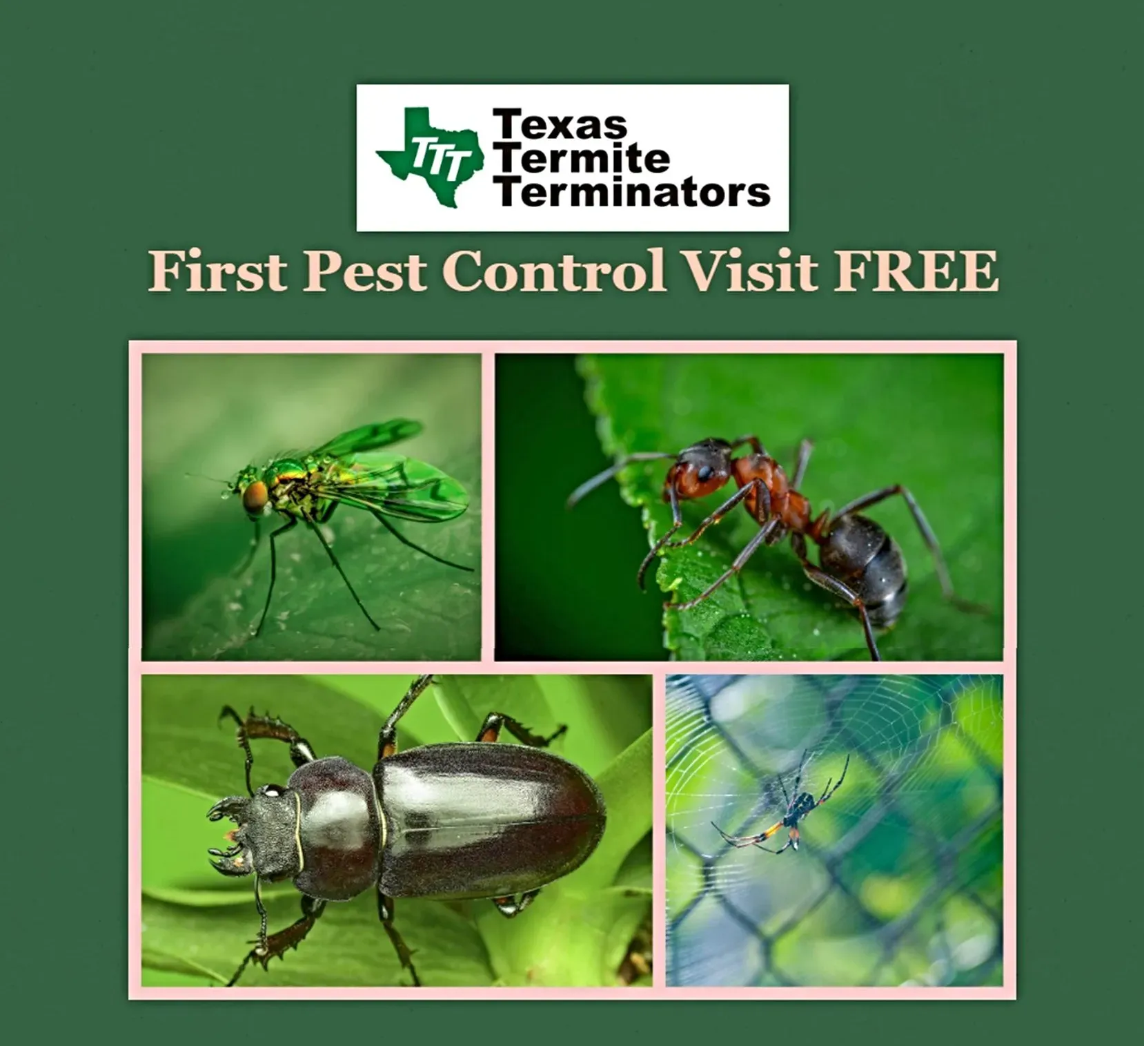 First Pest Visit Free