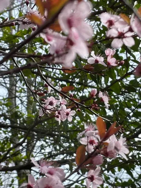 spring is in the air when cherry blossoms bloom