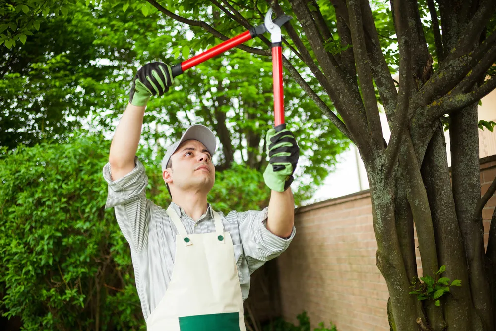 benefits of pruning & trimming trees