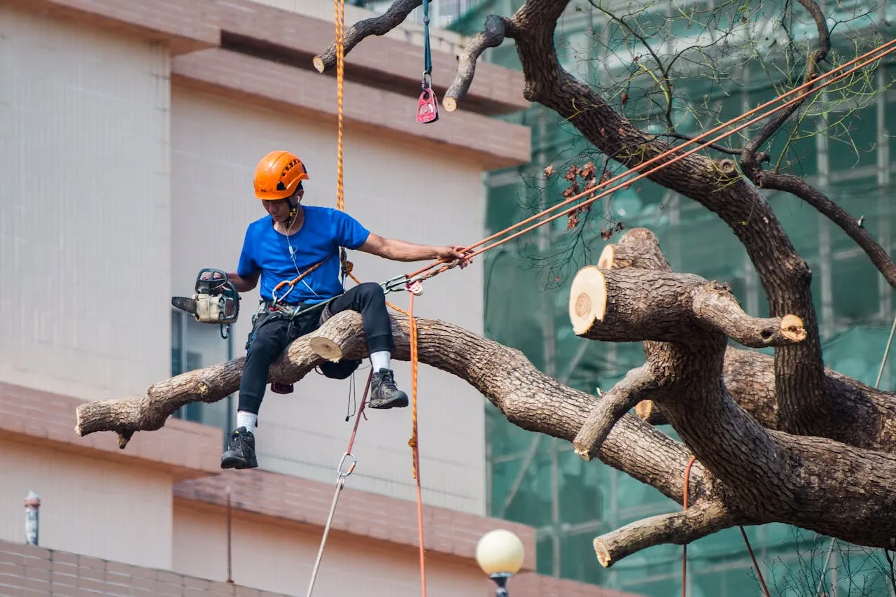 commercial tree service