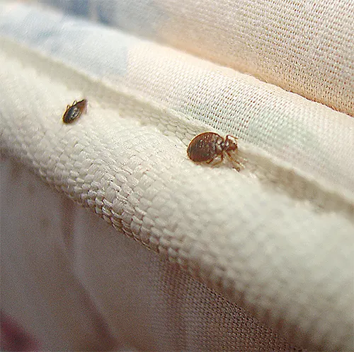 Bed Bug Heat Treatment OKC