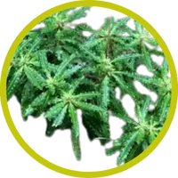 toothed clubmoss