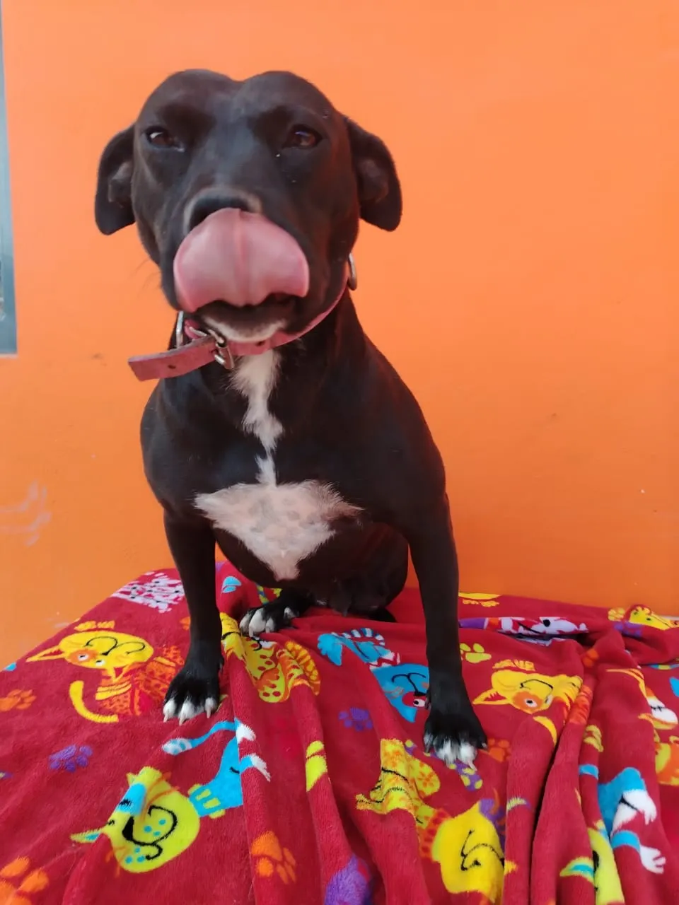 Muneca: Black young female terrier mix on a red floral blanket. Smart, sociable, good with dogs and kids