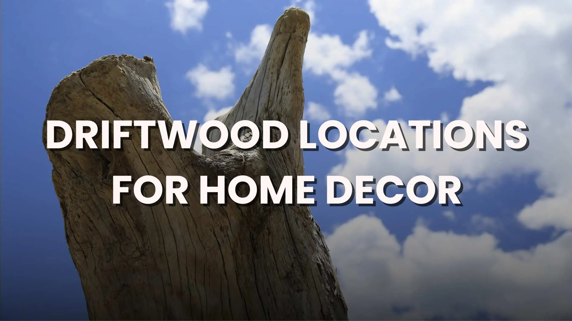 DRIFTWOOD LOCATIONS FOR HOME DECOR