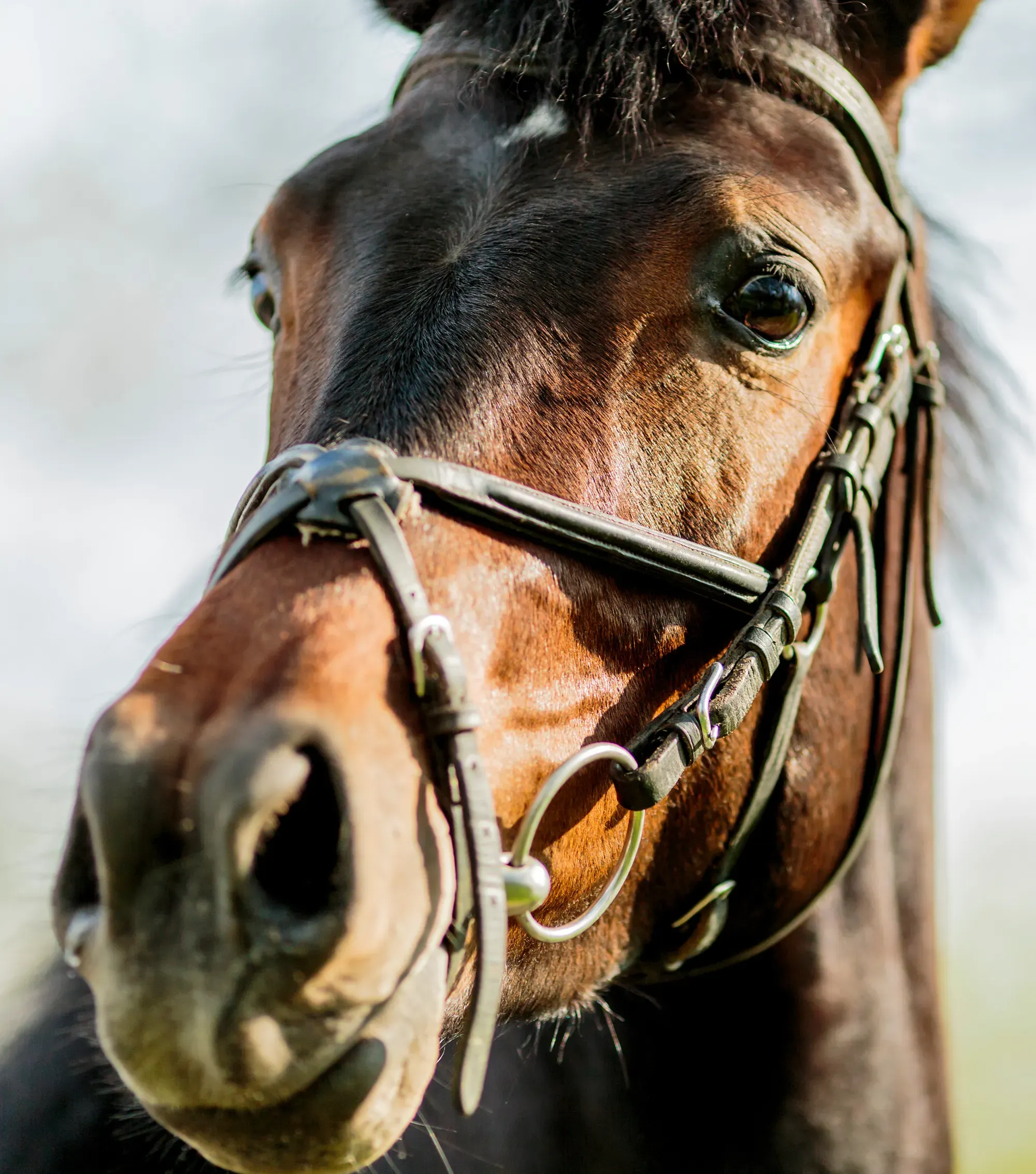 Understanding Horse Nosebands Types, Purpose, and Proper Usage