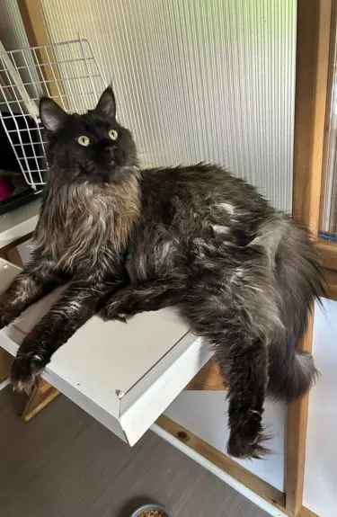 The Willows Cattery - Staines