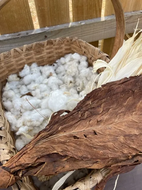 cotton harvested in Colonial Williamsburg at experimental farm
