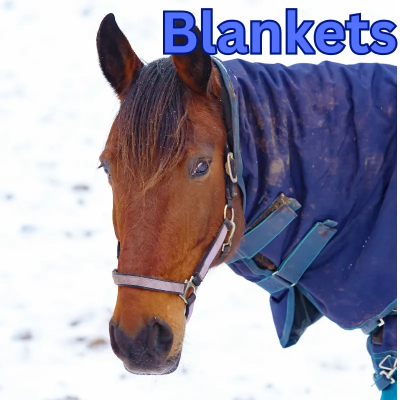 custom horse blanket mufacturing in USA