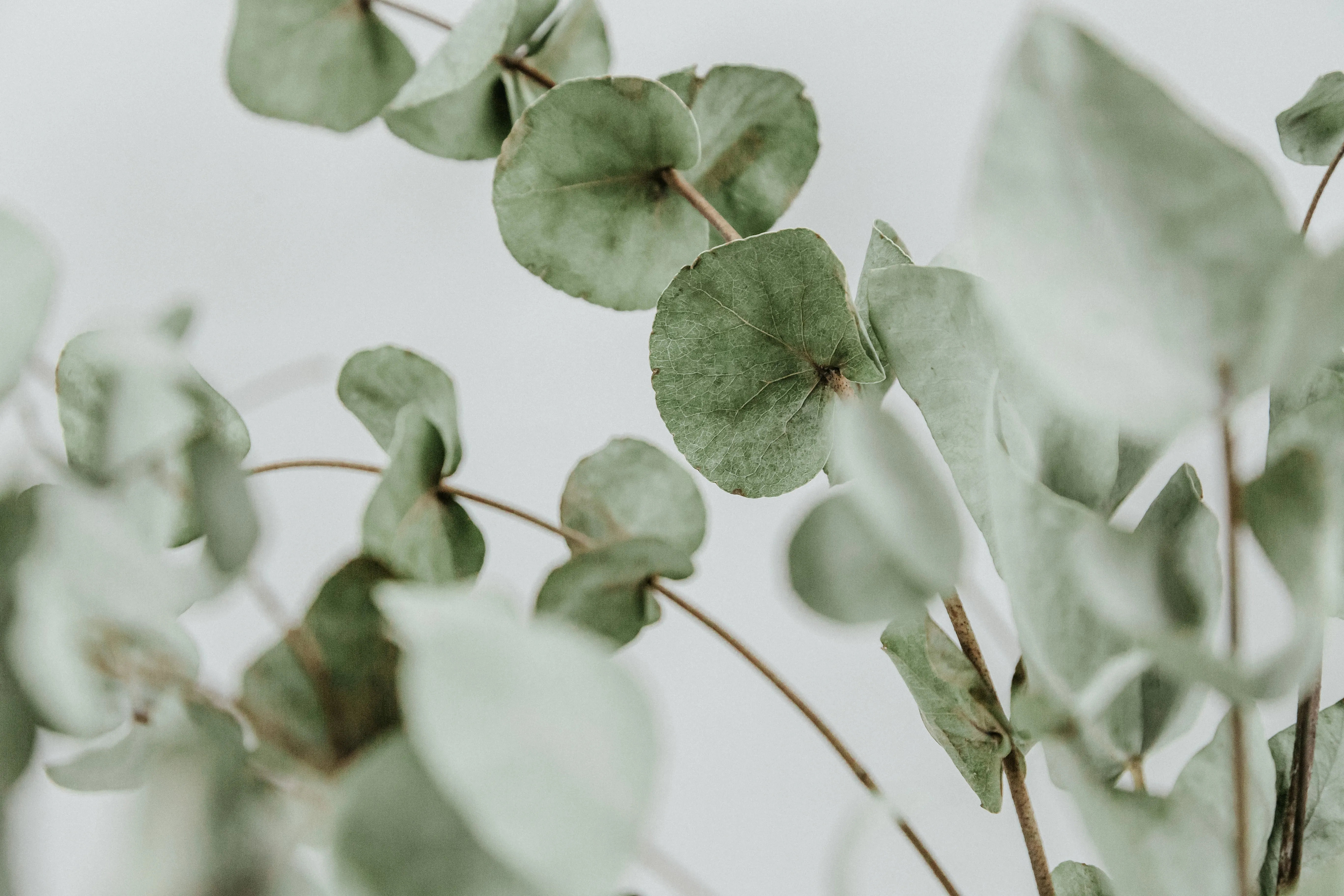 Eucalyptus leaves