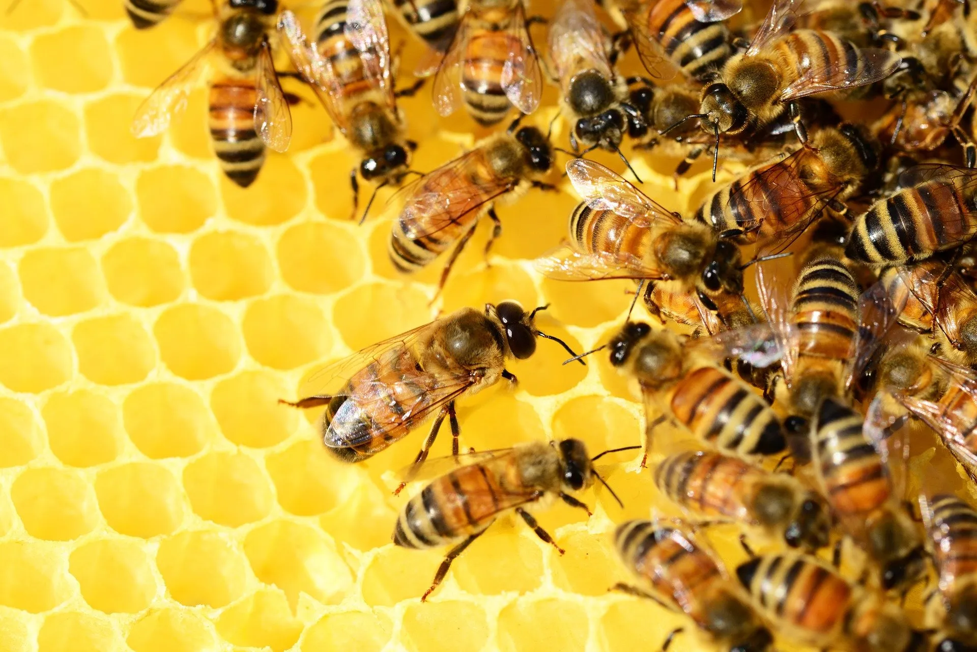 Raw honeycomb with bees