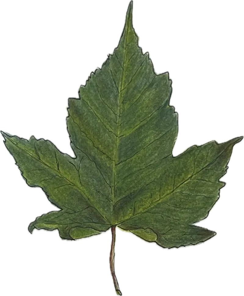 bianca-rathgeb-blatt-illustration