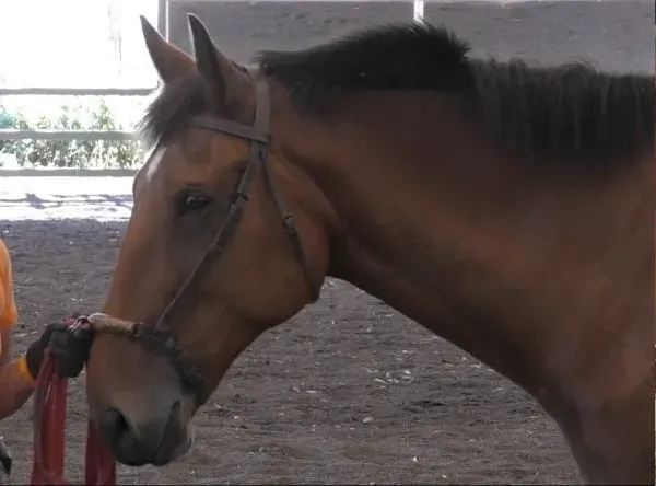 Rodney (horse) in a well fitted cavesson doing his cavesson work before his lunge