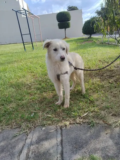 Paloma: A fluffy white young female dog standing on a sidewalk in a green yard, alert and friendly. She's spayed, vaccinated, and great with kids and other dogs.