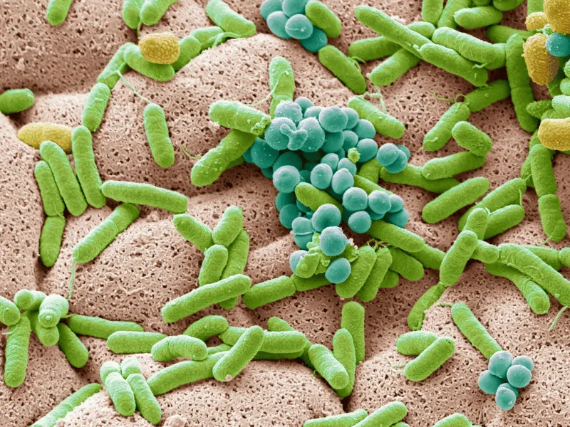photo of microbiome
