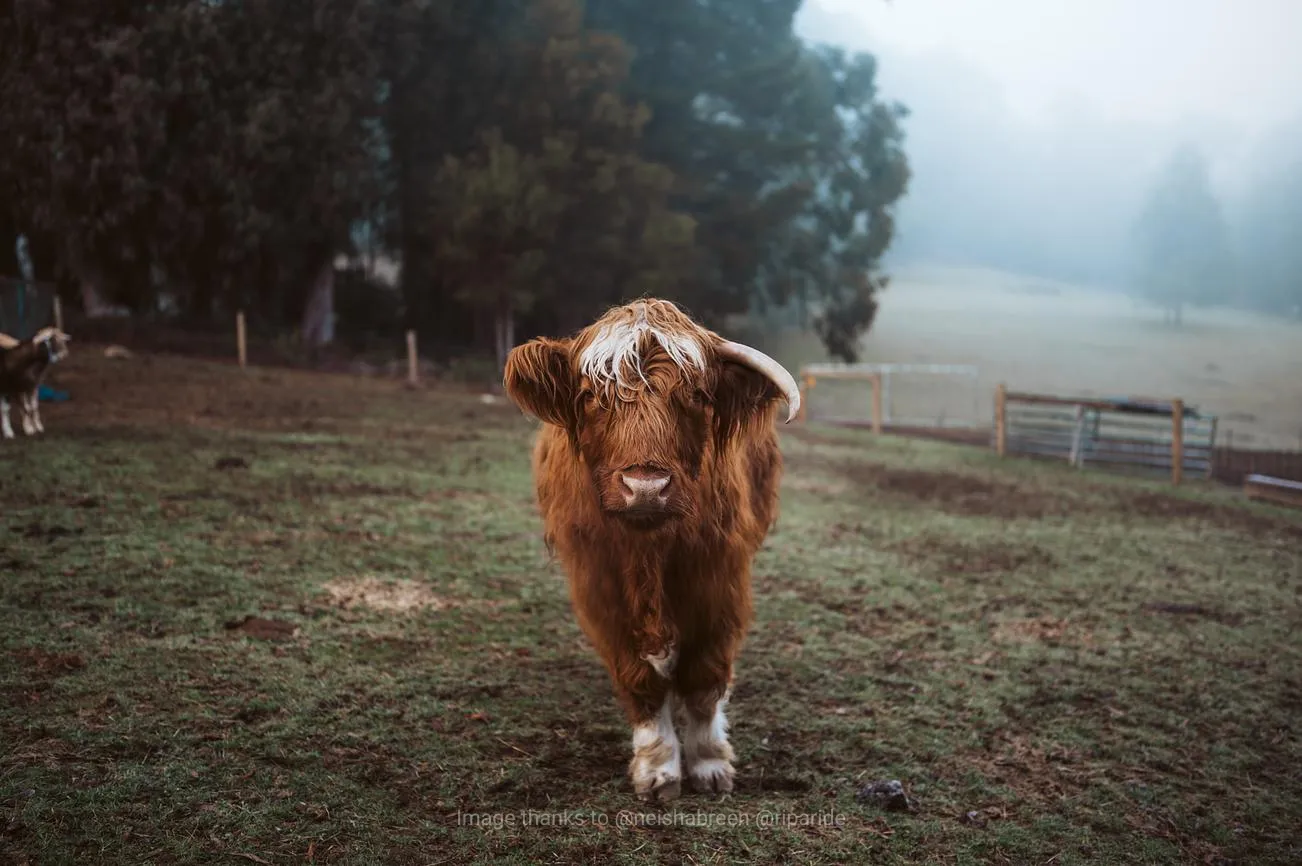 Nature Retreat Relax with Highland Cow in Dandenong Ranges at Nurture Creek