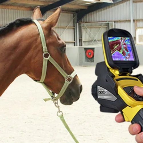 Equine Thermography Face