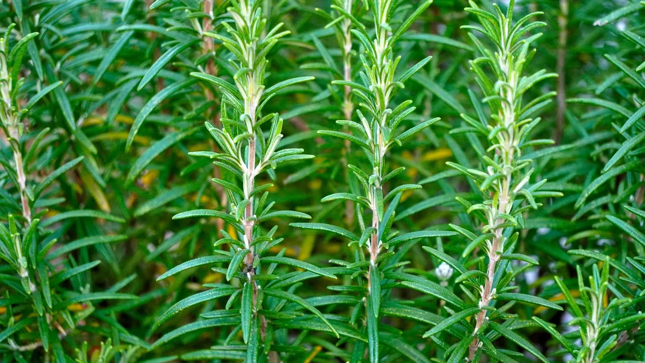 Rosemary and cinnamon essential oils blend to enhance concentration and focus.