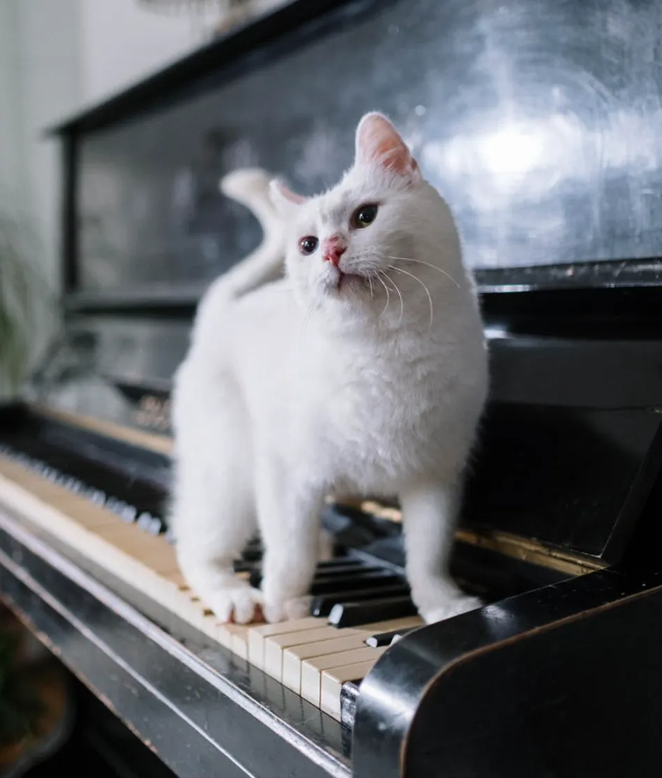 Cat on Piano