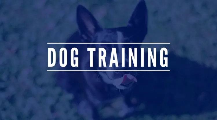 Newman's Dog Training k9 Training Graphic