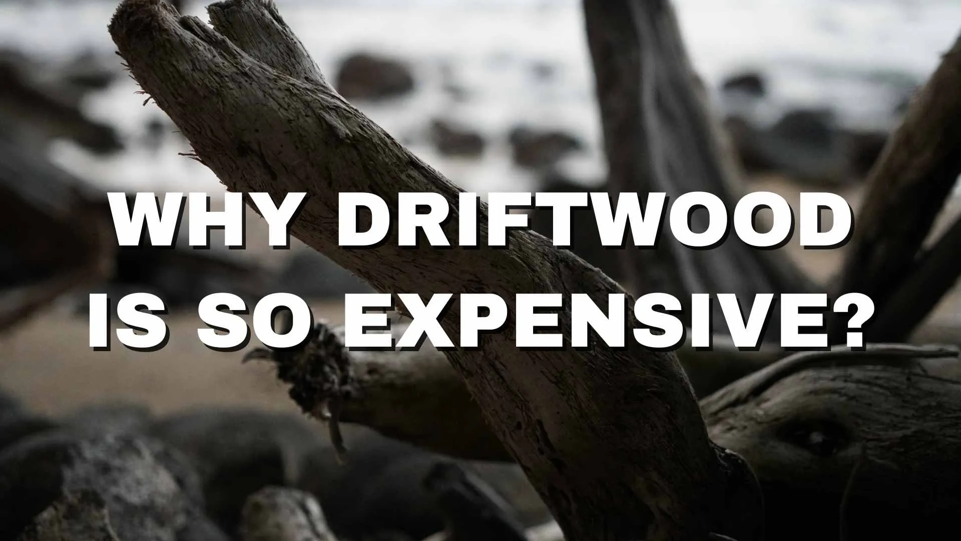 5 reasons why driftwood is so expensive